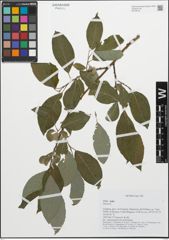 Foto von Salix L.